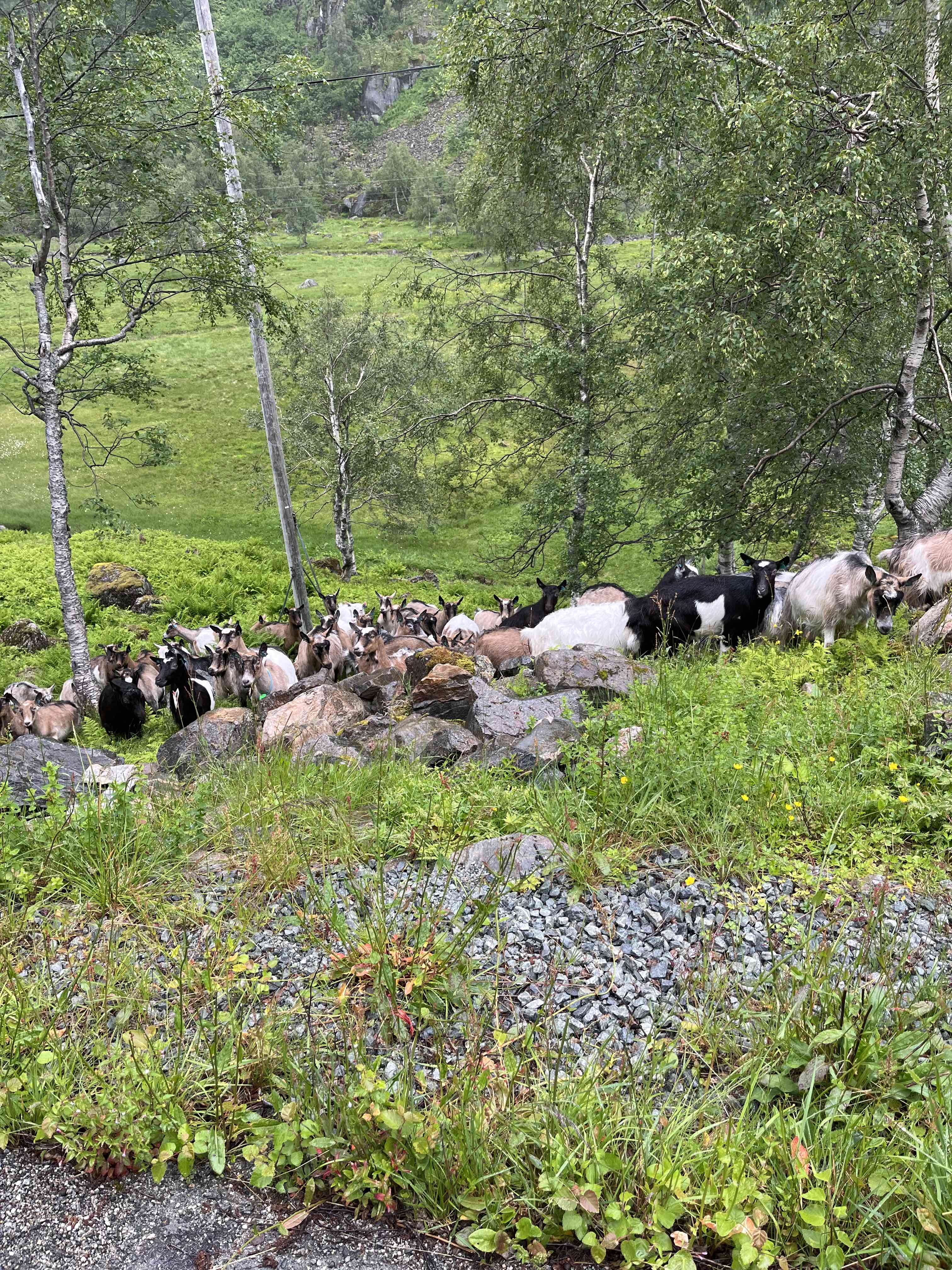 Gammla vägen från odda till Röldal